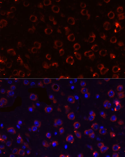 Anti-MEGF10 Antibody (CAB10508)