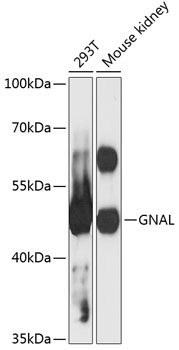 Anti-GNAL Antibody (CAB12804)