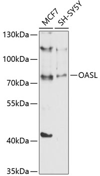 Anti-OASL Antibody (CAB10527)