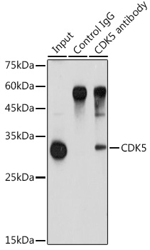 Anti-CDK5 Antibody (CAB5730)