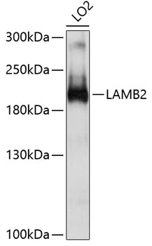 Anti-LAMB2 Antibody (CAB10565)