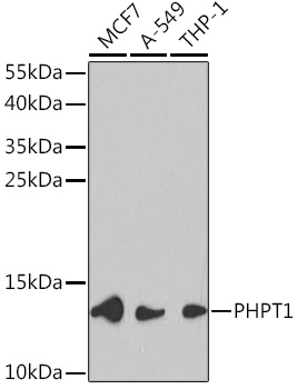 Anti-PHPT1 Antibody (CAB1127)