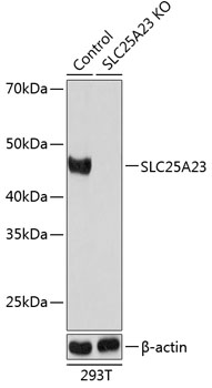 Anti-SLC25A23 Antibody [KO Validated] (CAB19877)