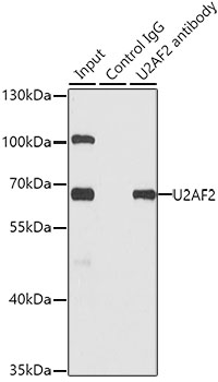 Anti-U2AF2 Antibody (CAB1936)