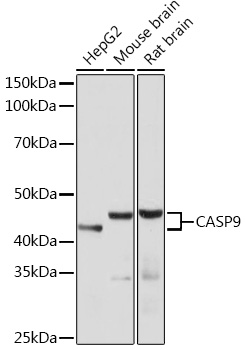 Anti-CASP9 Rabbit Monoclonal Antibody [KO Validated] (CAB18676)