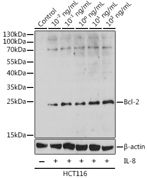 Anti-Bcl-2 Antibody (CAB16776)