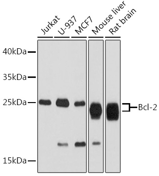 Anti-Bcl-2 Antibody (CAB2212)