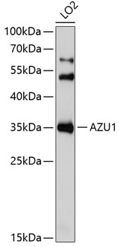 Anti-AZU1 Antibody (CAB6132)