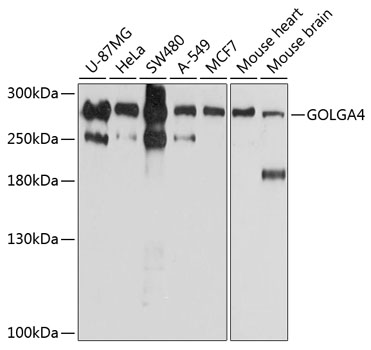 Anti-GOLGA4 Antibody (CAB10216)