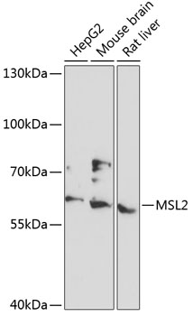 Anti-MSL2 Antibody (CAB13103)