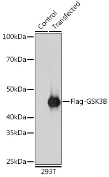 Anti-DDDDK-Tag Antibody (CABE063)