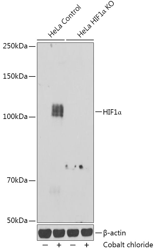 Anti-HIF1Alpha Antibody [KO Validated] (CAB16873)