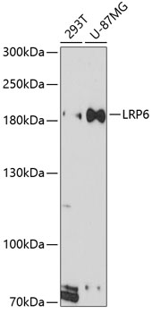 Anti-LRP6 Antibody (CAB13325)