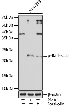 Anti-Phospho-Bad-S112 Antibody (CABP1010)