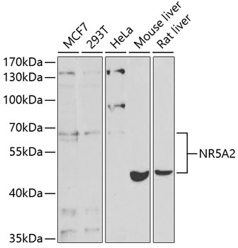 Anti-NR5A2 Antibody (CAB5766)