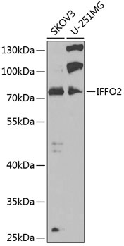 Anti-IFFO2 Antibody (CAB7541)