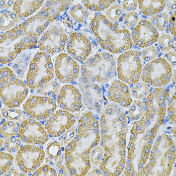 Anti-AP2A1 Antibody (CAB6863)