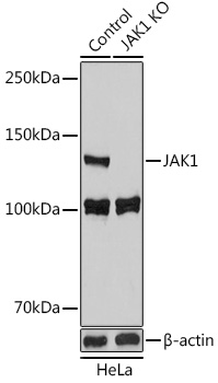 Anti-JAK1 Antibody [KO Validated] (CAB18323)