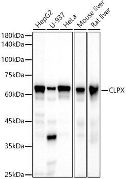 Western blot analysis of extracts of various cell lines, using CLPX antibody at 1:500 dilution. Secondary antibody: HRP Goat Anti-Rabbit IgG (H+L) at 1:10000 dilution. Lysates/proteins: 25ug per lane. Blocking buffer: 3% nonfat dry milk in TBST. Detection: ECL Basic Kit. Exposure time: 30s.