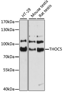 Anti-THOC5 Antibody (CAB11635)