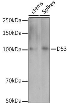 Western blot analysis of extracts of various tissues from the japonica rice (Oryza sativa L. ) variety Zhonghua 11, using D53 antibody at 1:1000 dilution. Secondary antibody: HRP Goat Anti-Rabbit IgG (H+L) at 1:10000 dilution. Lysates/proteins: 25ug per lane. Blocking buffer: 3% nonfat dry milk in TBST. Detection: ECL Enhanced Kit. Exposure time: 30s.