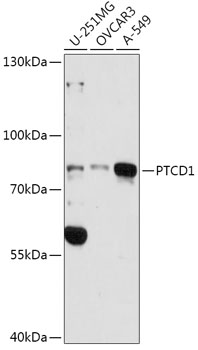 Anti-PTCD1 Antibody (CAB16219)