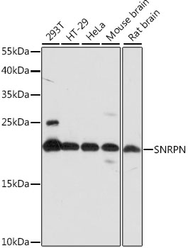 Anti-SNRPN Antibody (CAB15726)