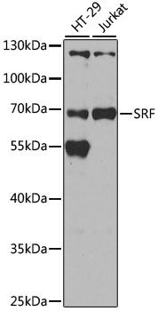 Anti-SRF Antibody (CAB7731)