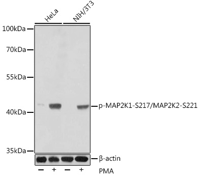 Anti-Phospho-MAP2K1-S217/MAP2K2-S221 Antibody (CABP0209)