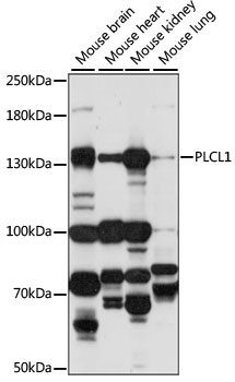 Anti-PLCL1 Antibody (CAB15302)