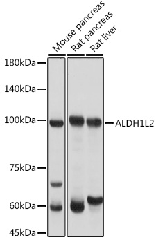 Anti-ALDH1L2 Antibody (CAB14455)