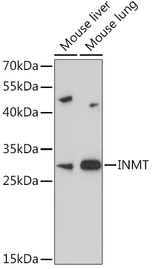 Anti-INMT Antibody (CAB14391)