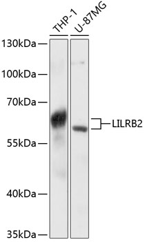 Anti-LILRB2 Antibody (CAB12157)