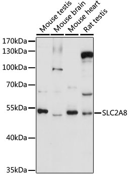 Anti-SLC2A8 Antibody (CAB16521)