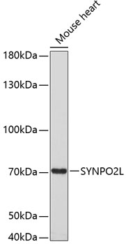 Anti-SYNPO2L Antibody (CAB3507)