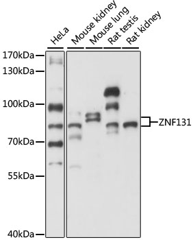 Anti-ZNF131 Antibody (CAB15331)