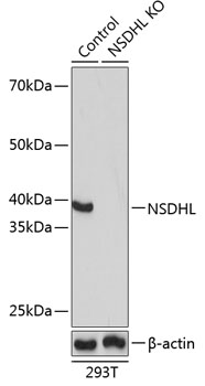 Anti-NSDHL Antibody [KO Validated] (CAB16893)