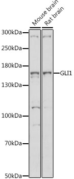 Anti-GLI1 Antibody (CAB14675)