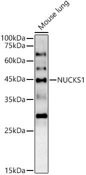 Western blot analysis of extracts of Mouse lung, using NUCKS1 antibody at 1:1000 dilution. Secondary antibody: HRP Goat Anti-Rabbit IgG (H+L) at 1:10000 dilution. Lysates/proteins: 25ug per lane. Blocking buffer: 3% nonfat dry milk in TBST. Detection: ECL Basic Kit. Exposure time: 180s.