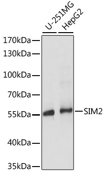 Anti-SIM2 Antibody (CAB15098)