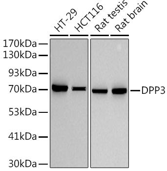 Western blot analysis of extracts of various cell lines, using at 1:500 dilution. Secondary antibody: HRP Goat Anti-Rabbit IgG (H+L) at 1:10000 dilution. Lysates/proteins: 25ug per lane. Blocking buffer: 3% nonfat dry milk in TBST. Detection: ECL Basic Kit. Exposure time: 30s.