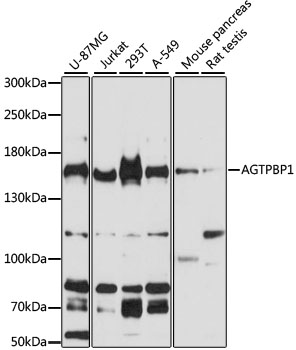 Anti-AGTPBP1 Antibody (CAB13081)