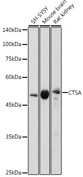 Anti-CTSA Antibody (CAB5503)