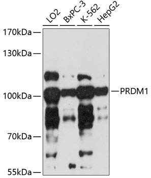 Anti-PRDM1 Antibody (CAB1960)