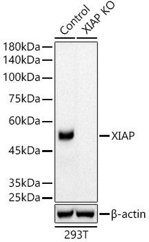 Western blot analysis of extracts from normal (control) and XIAP knockout (KO) 293T cells, using XIAP antibody at 1:5000 dilution. Secondary antibody: HRP Goat Anti-Rabbit IgG (H+L) at 1:10000 dilution. Lysates/proteins: 25ug per lane. Blocking buffer: 3% nonfat dry milk in TBST. Detection: ECL Basic Kit. Exposure time: 90s.