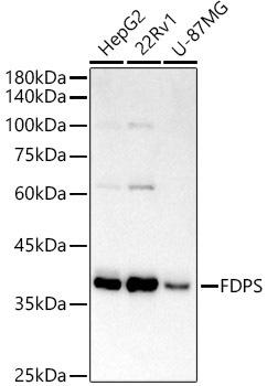 Western blot analysis of extracts of various cell lines, using FDPS antibody at 1:1000 dilution. Secondary antibody: HRP Goat Anti-Rabbit IgG (H+L) at 1:10000 dilution. Lysates/proteins: 25ug per lane. Blocking buffer: 3% nonfat dry milk in TBST. Detection: ECL Basic Kit. Exposure time: 30s.