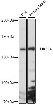 Anti-PIK3R4 Antibody (CAB15828)