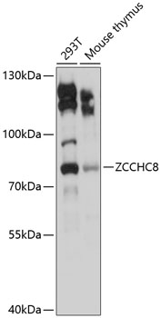 Anti-ZCCHC8 Polyclonal Antibody (CAB9563)