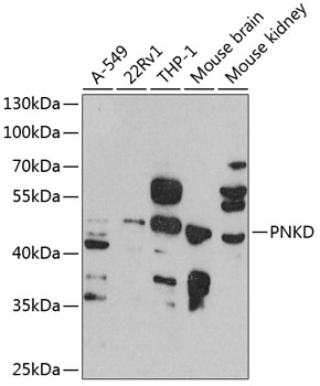 Anti-PNKD Polyclonal Antibody (CAB8203)