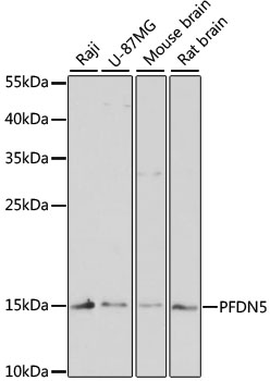 Anti-PFDN5 Antibody (CAB4014)